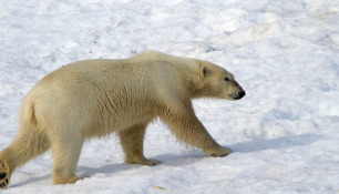 ijsbeer-polar-bear-28
